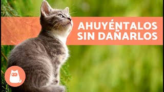 Cómo AHUYENTAR GATOS CALLEJEROS Sin Hacerles Daño 🐈💨 7 Repelentes para Gatos [upl. by Iznil]