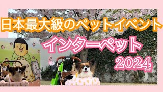 待ちに待った『インターペット2024』日本最大級のペットイベント✨4月6日の様子！無料サンプルに可愛いフォトスポット、購入品紹介も♪ [upl. by Arabrab]