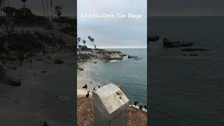 La Jolla cove 🌺viralvideo travel new video beach californiabeach lajolla [upl. by Lorre]