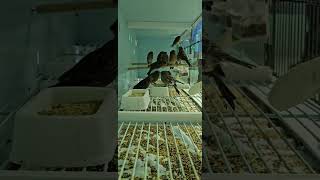 2024 baby canary europe birds england indonesia keşfet thailand canary birdfarm shortvideo [upl. by Vokaay]