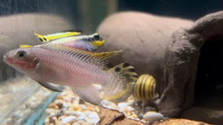 Pelvicachromis taeniatus ”molive” [upl. by Ayahs]