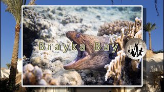 Egypt 2017  Brayka Bay  Marsa Alam  schnorcheln und freitauchen [upl. by Musa]