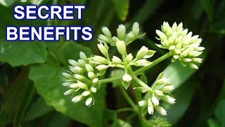 Amazing Herb Plant Secret Health Benefits of Mikania Micrantha [upl. by Ecyor594]