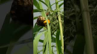 Baya weaver weaving the nest nature birdsphotography birds birdslover weavers wildlife shorts [upl. by Elleunamme936]