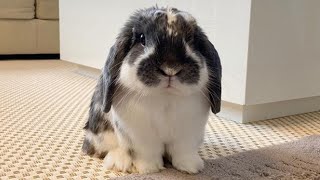 Mini Lop The Cutest Rabbit Breed Of The World [upl. by Anoirb579]