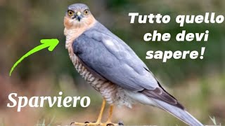 Unottimo cacciatore Lo Sparviero 🦅 [upl. by Mickey]