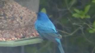 Indigo Bunting Passerina cyanea apt to leave you gasping with disbelief [upl. by Kunin]