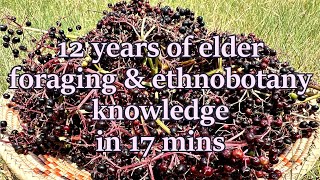 Foraging talk  elderberry [upl. by Bust510]