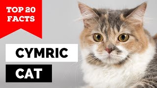 99 of Cymric Cat Owners Dont Know This [upl. by Soble]