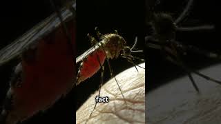 5 Mind Blowing Facts About Mosquitos Mosquito top10Nature Science Insects History trending [upl. by Udela698]