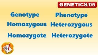 Genotype Phenotype Homozygous Heterozygous Homozygote Heterozygote FLGenetics05 [upl. by Buckels]