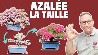 La Taille de lAzalée Satsuki 🌱 NEJIKAN BONSAI 🌱 [upl. by Collum]