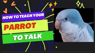 Teach Your Parrot to Talk  Parrot Teaching Video  Quaker Parrot Talking  talking parrot training [upl. by Airotkiv598]