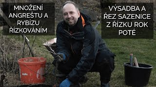 Množení angreštu a rybízu řízkováním  výsadba a řez sazenice z řízku rok poté [upl. by Wilkie]