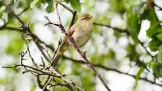 Common Chiffchaff Call birds birdsounds [upl. by Gerick]