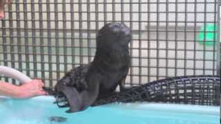 Newborn Northern Fur Seal Pup Learning to Swim [upl. by Ligriv839]