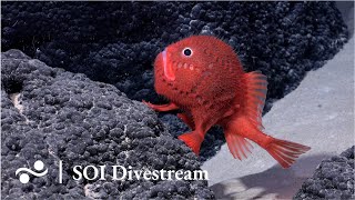 Seamount SF2 Deep  SOI Divestream 638  Part 2 [upl. by Anson86]