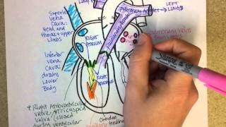 Heart Structure and Circulation [upl. by Brandyn]