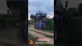 Grape harvester Great moments of heavy machinery shorts heavymachinery [upl. by Veljkov]