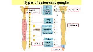 Med Neui112 Autonomic Ganglia 1 [upl. by Jochbed]