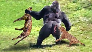 This Is How Gorillas Fight Their Enemies To Protect Their Babies  Gorilla vs Leopard [upl. by Sena]