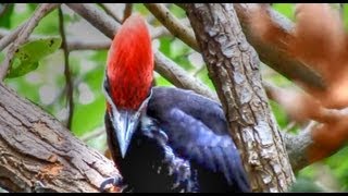 Pileated Woodpeckers Amazing Calls [upl. by Butch]