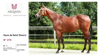 Arqana august sale 2023  N° 270 M  Sea The Moon x Lady Penko présenté par le Haras De St Vincent [upl. by Leblanc]