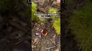 kestane kestanebalı şeker köyhayatı yasam funny koyvlog köy anne nature köyhayatı [upl. by Illek]