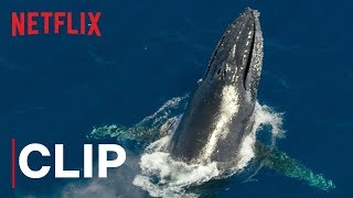 Our Planet  Humpback Whales  Clip  Netflix [upl. by Anwahsar529]