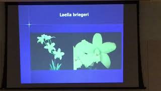 Peter T Lin Discussion on Miniature Cattleyas at The Atlanta Orchid Society [upl. by Neerehs]