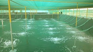 How to Start a Business  Brine Shrimp Hatchery Business Ideas in Fish Tank [upl. by Cirederf]