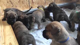 Bullmastiff Puppies [upl. by Aurore252]