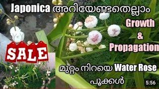 JaponicaJaponica plant careWater RoseJaponica propagationWaterplants malayalamJaponica planting [upl. by Oinotna]