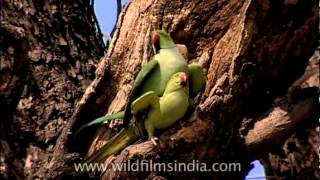 Roseringed Parakeets mating [upl. by Marco]