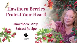 Foraging hawthorns  How to use Hawthorn Berries  3 different ways [upl. by Dahle106]