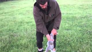 How to Skin and Gut a Rabbit in 10 Seconds Kiwi Bushman Styles [upl. by Rosette]