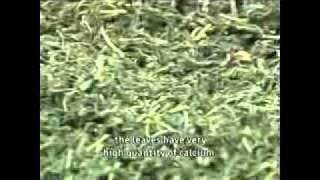 การผลิตชาใบหม่อนClip1flv [upl. by Leodora]