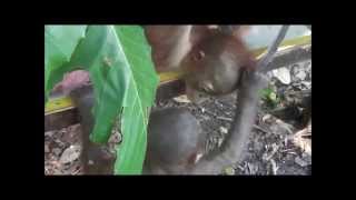 Baby orangutan Budi meets another orangutan for the first time [upl. by Cloris]