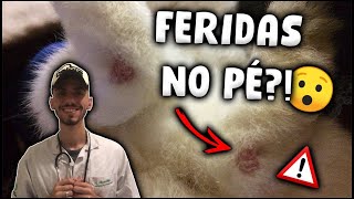 PODODERMATITE EM COELHOS  Como TRATAR e PREVENIR [upl. by Eltsirk]