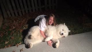 Stubborn SamoyedTrying to get Cody in from the cold at bedtime [upl. by Hayidan]