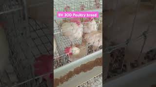 BV300 poultry breed Black soldier fly insect meal research studies feeding trial in poultry [upl. by Paule]