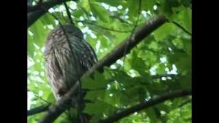 Barred Owl Hooting [upl. by Lazar459]