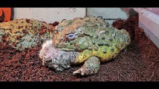 Giant African Bullfrog Eats 3 Legged Hamster  Warning Live Feeding [upl. by Margaret597]