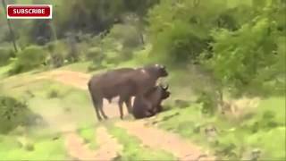 Amazing  Lion Vs Buffalo in South Luangwa National Park Zambia 2015 [upl. by Cyrillus]