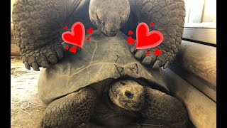 Galapagos Giant Tortoise MATING [upl. by Nollid]