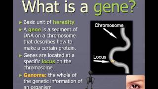 Chromosomes genes and alleles IB Biology [upl. by Ellatnahc48]