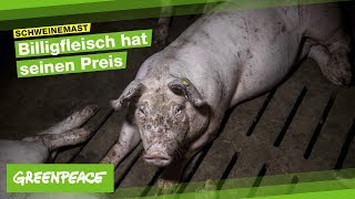 Alltag im Schweinestall  Ein trauriger Anblick [upl. by Attegroeg]