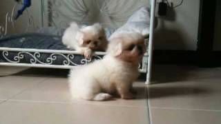 Pekingese Puppies [upl. by Haymes]