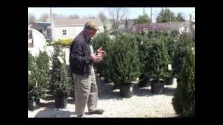 Outstanding evergreen shrubs for a Zone 6 garden [upl. by Dranal]