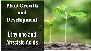 Ethylene and Abscisic Acids [upl. by Ysdnil575]